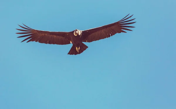 Vliegende condor in de Colca canyon — Stockfoto