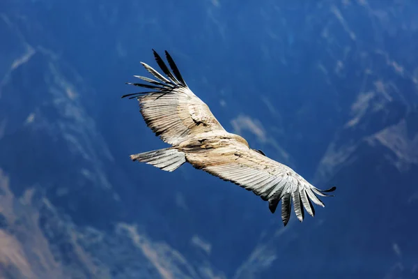 Condor voador no desfiladeiro de Colca — Fotografia de Stock