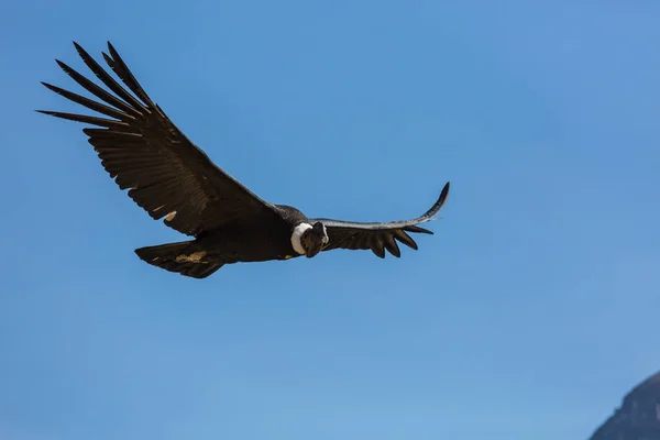 Latający condor w kanionie Colca — Zdjęcie stockowe