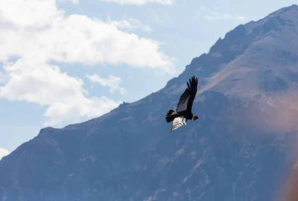 Fliegender Kondor in der Colca-Schlucht — Stockfoto