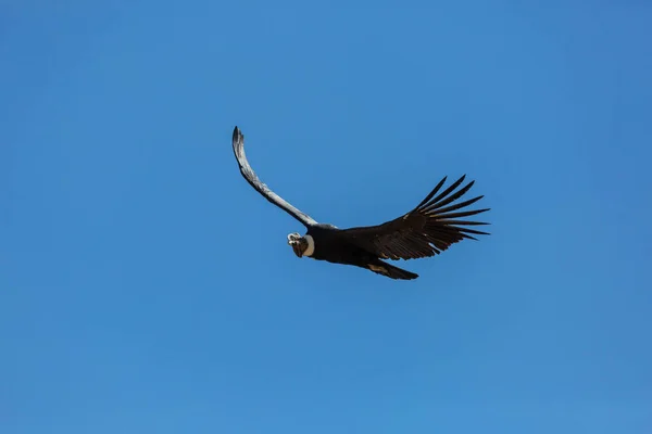 Cóndor volador en el cañón del Colca — Foto de Stock