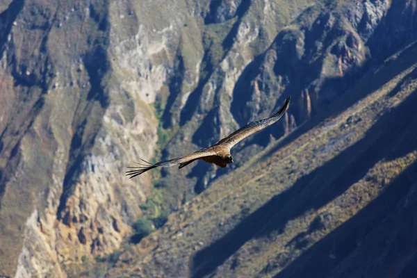 Vliegende condor in de Colca canyon — Stockfoto