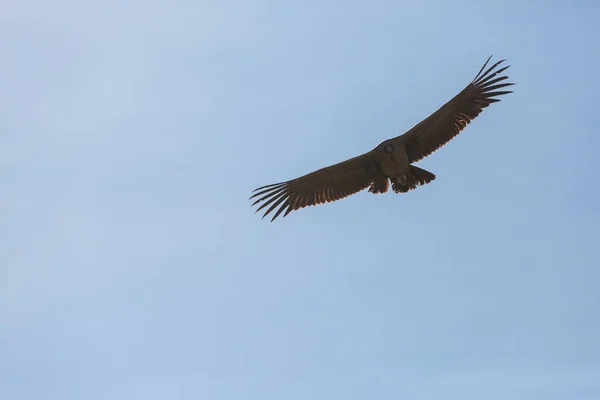 Colca Kanyonu'uçan akbaba — Stok fotoğraf