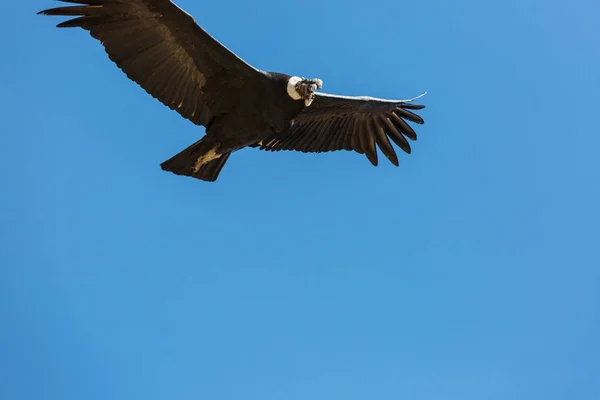 Fliegender Kondor in der Colca-Schlucht — Stockfoto