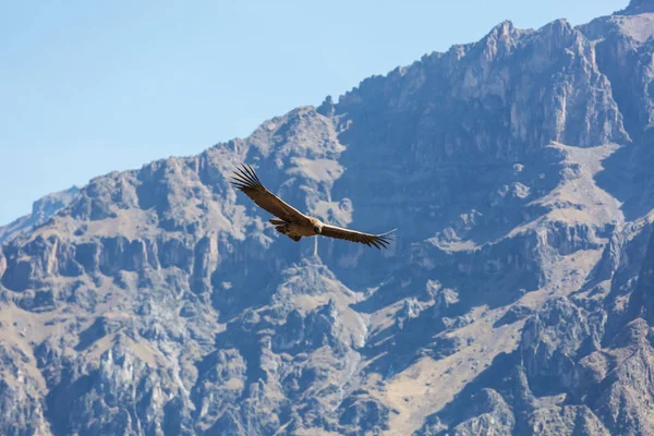 Condor volante nel canyon di Colca — Foto Stock