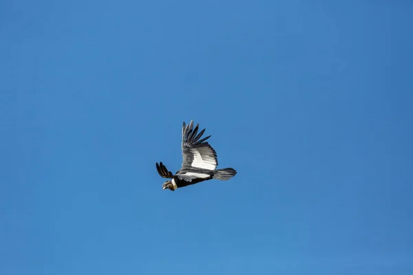 Condor volant dans le canyon de Colca — Photo