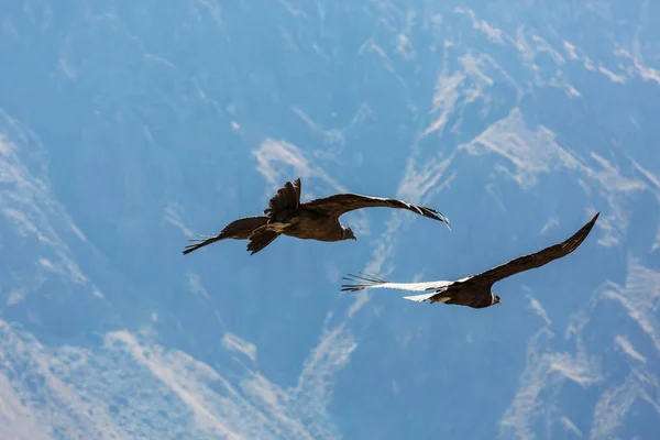 Cóndor volador en el cañón del Colca — Foto de Stock