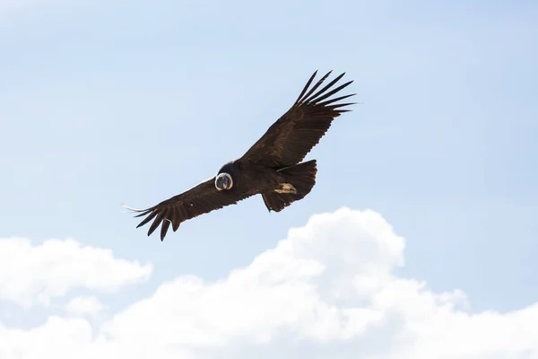 Cóndor volador en el cañón del Colca — Foto de Stock