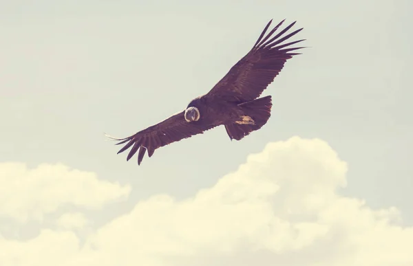 Cóndor volador en el cañón del Colca — Foto de Stock