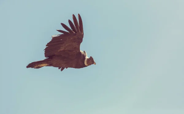 Létající condor v kaňonu Colca — Stock fotografie