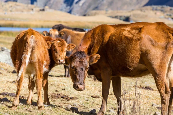 Koeien Grazen Een Landelijke Scène Van Weide — Stockfoto