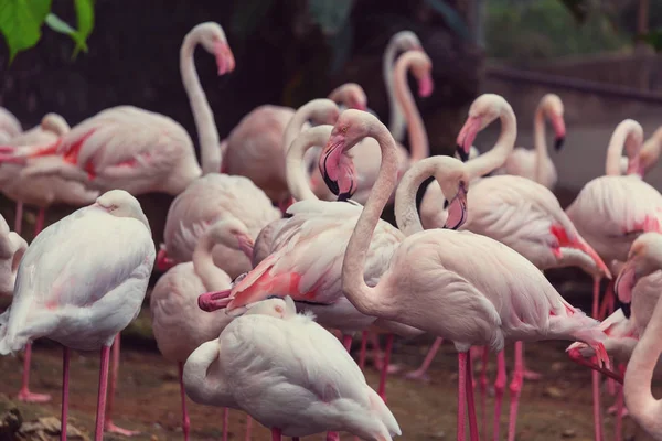 Flamingo Ptáci Peru — Stock fotografie