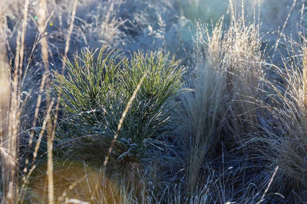 Grass close up — Stock Photo, Image