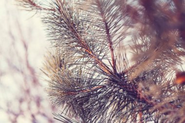 Pitoresk orman karla kaplı