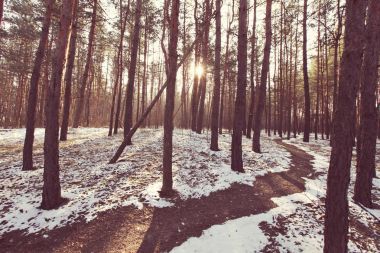 Kış mevsiminde karla kaplı orman manzarası.