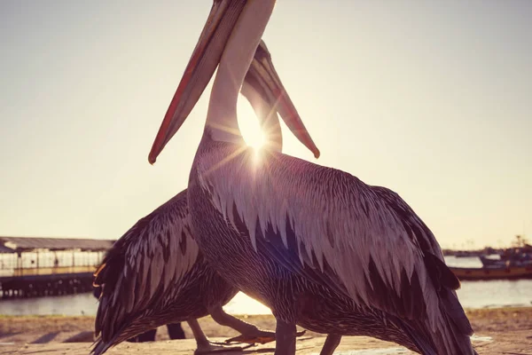 Pelikan Ptak Zachodzie Słońca — Zdjęcie stockowe