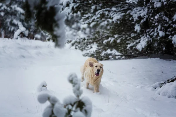 冬の森の犬 — ストック写真