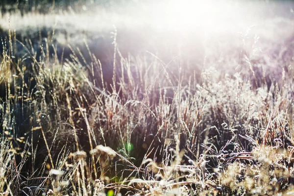 牧草地の晴れた日 — ストック写真
