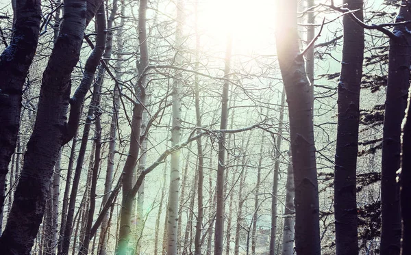 Bosque cubierto de nieve en temporada de invierno. —  Fotos de Stock