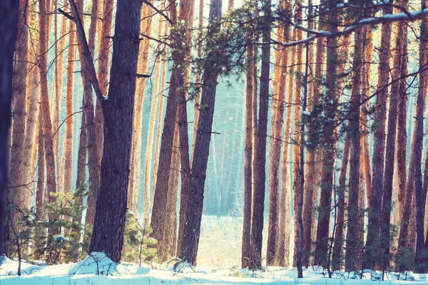 Bosque cubierto de nieve en temporada de invierno. — Foto de Stock
