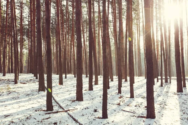 Kış mevsiminde karla kaplı orman manzarası.