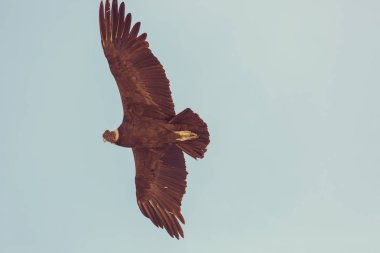 Colca Kanyonu'uçan akbaba