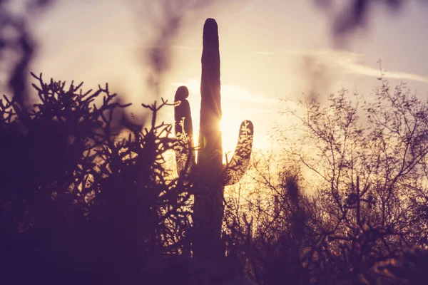 Park Narodowy Saguaro — Zdjęcie stockowe
