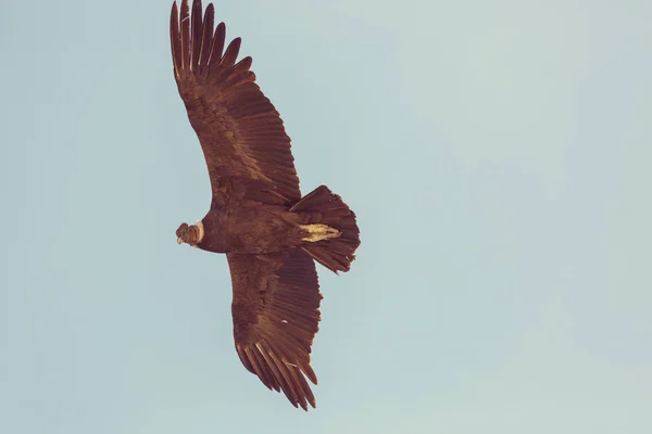 Cóndor volador en el cañón del Colca — Foto de Stock