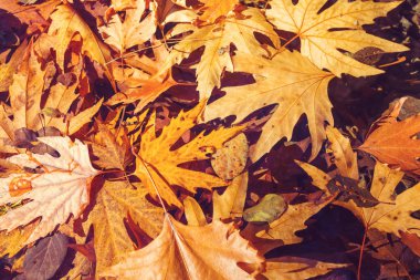 Renkli sarı sonbahar mevsiminde yapraklar