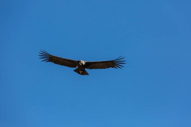 Colca Kanyonu'uçan akbaba
