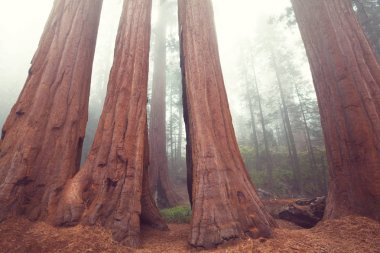 Sierra nevada Dağları