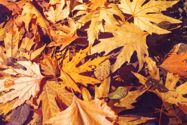 Renkli sarı sonbahar mevsiminde yapraklar