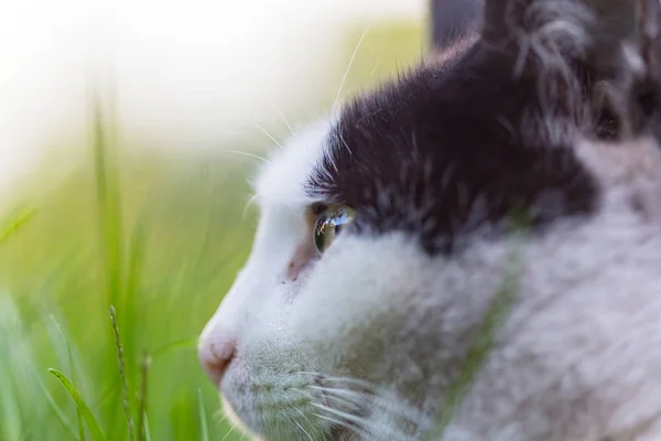 Close up of domestic cat — Stock Photo, Image