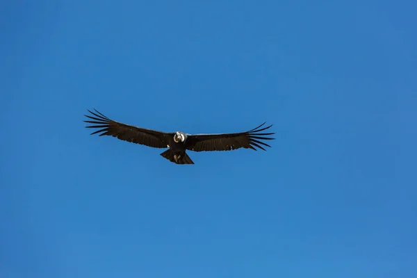 Flying condor in the Colca canyon — Stock Photo, Image