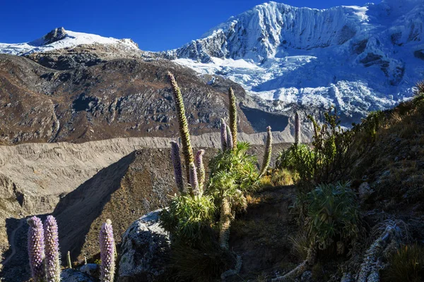 Cordillera yükseltisidir dağlarda güzel çiçekler