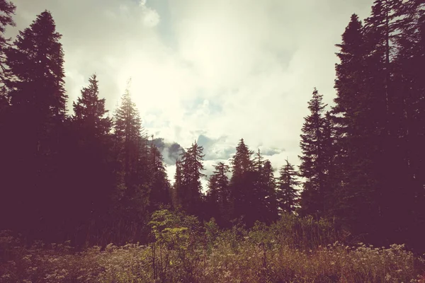 Nebbia in alta montagna — Foto Stock