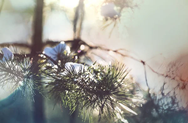 如诗如画的冰雪覆盖的森林 — 图库照片