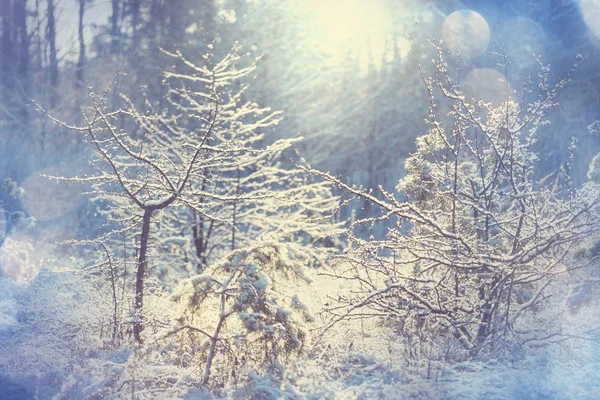 Scénický zasněžený les v zimním období. — Stock fotografie