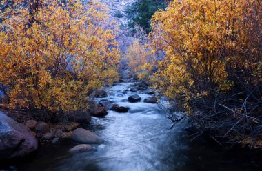 Sonbaharda orman deresi