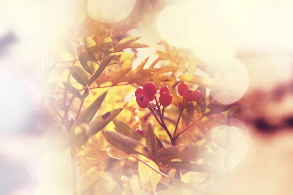 Autumn rowan tree — Stock Photo, Image