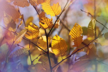 Renkli sarı sonbahar mevsiminde yapraklar