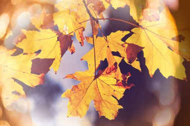 Renkli sarı sonbahar mevsiminde yapraklar