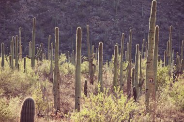 Saguaro Ulusal Parkı