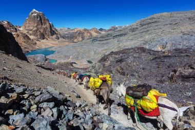 Cordiliera yükseltisidir karavanda eşek 