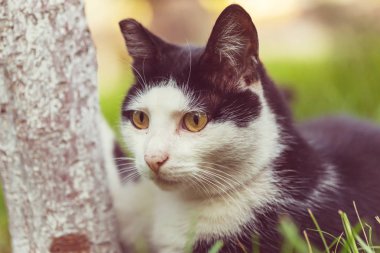 Evcil kediyi kapatın.