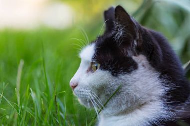 Evcil kediyi kapatın.