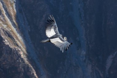Colca Kanyonu'uçan akbaba