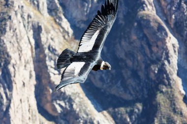 Colca Kanyonu'uçan akbaba