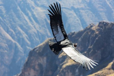 Colca Kanyonu'uçan akbaba