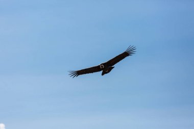 Colca Kanyonu'uçan akbaba